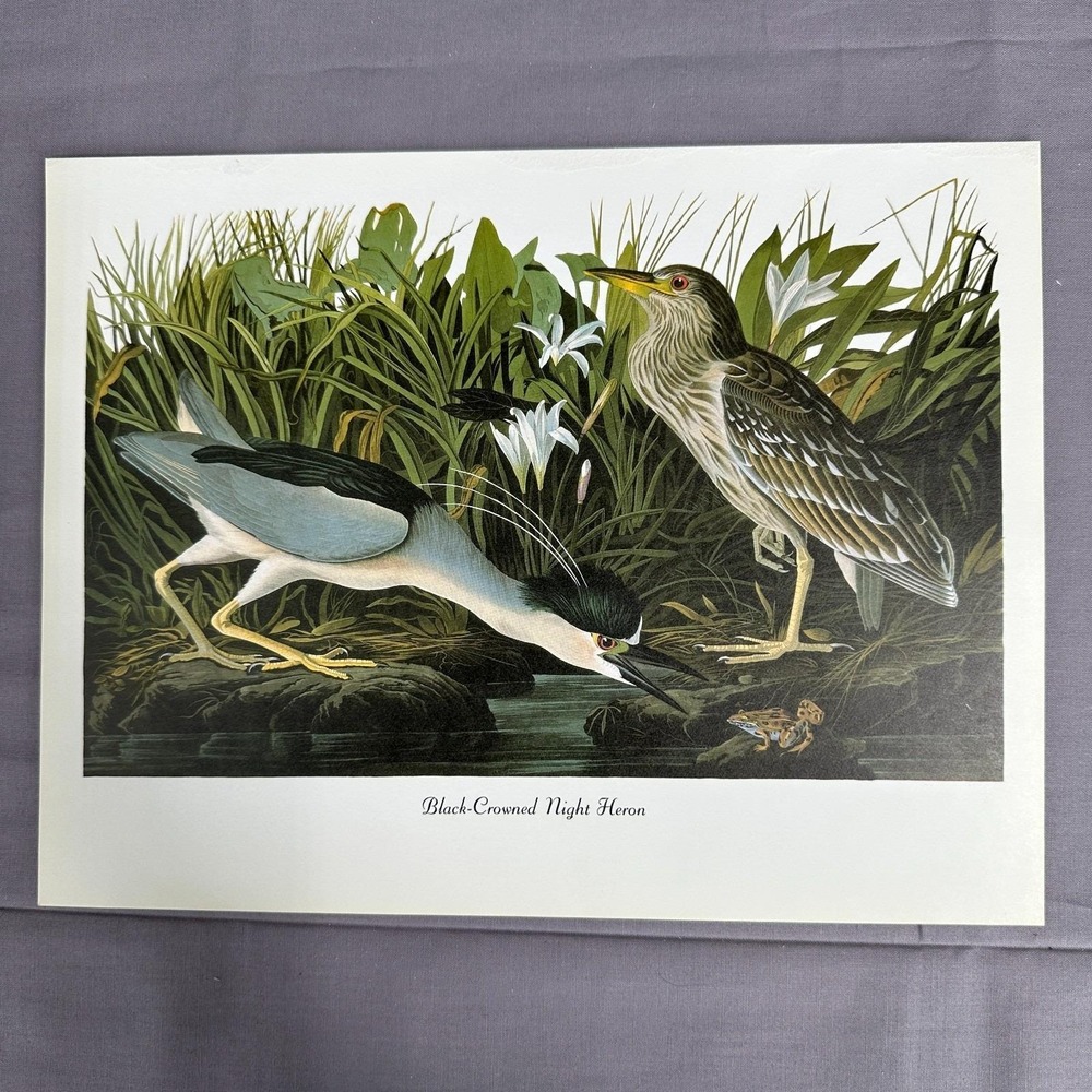 1950 Vintage Print Black Crowned Heron American Bird Art Illustration Audubon